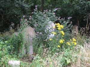 nature reserve flowers and gravestone